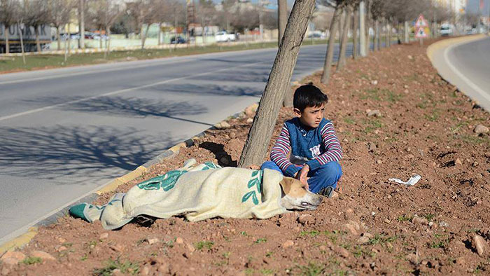 Young Refugee Boy Comforts Injured Stray Dog Until Help Arrives