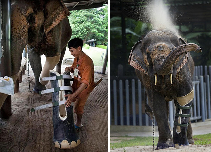 A 50-Year-Old Elephant From Thailand Named Motala Lost Her Front Left Leg In 1999 After Stepping On A Land Mine. In 2009 Motala Received Her First Permanent Prosthesis Leg Made For Her