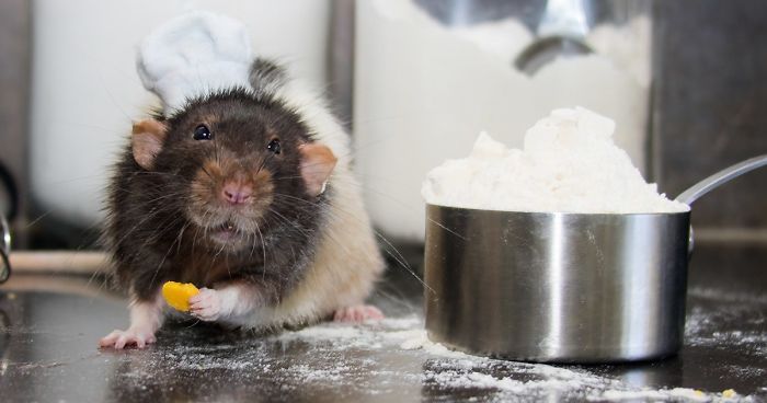 This Adorable Rat Chef Will Help You Make Cookies!