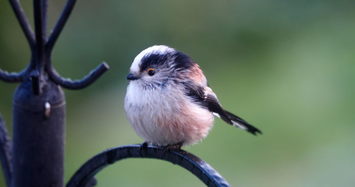 I Took These Wildlife Shots From My Living Room Window