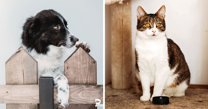 I Take Professional Photos For Abandoned Animals To Help Them Find A New Home