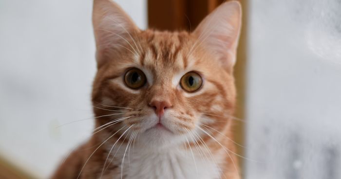 Photographer Captured Secret Lives Of Street Cats In Latvia