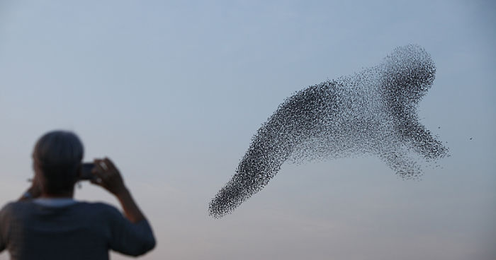I Chase Starlings To Capture The Intricate Shapes They Make