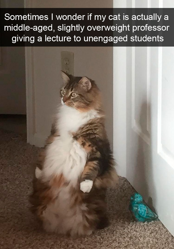 Snapchats Funny Cats