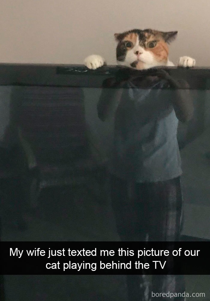 Snapchats Funny Cats