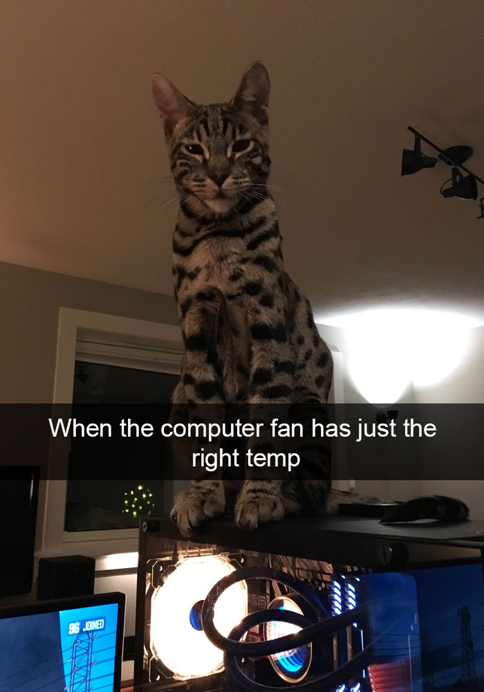 Funny-Cats-Photos-Snapchats