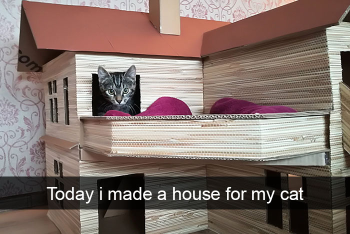 Funny-Cats-Photos-Snapchats
