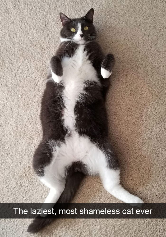 Funny-Cats-Photos-Snapchats