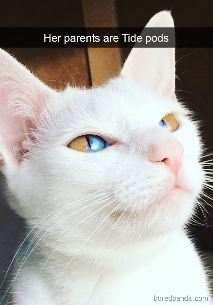 Funny-Cats-Photos-Snapchats