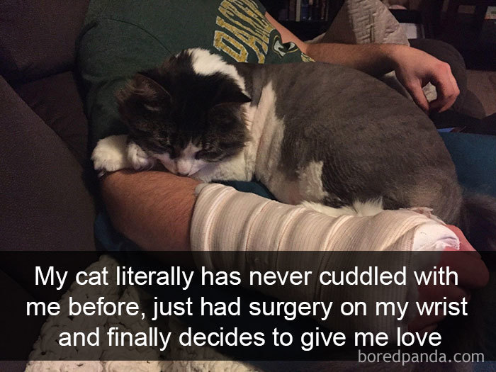 Funny-Cats-Photos-Snapchats