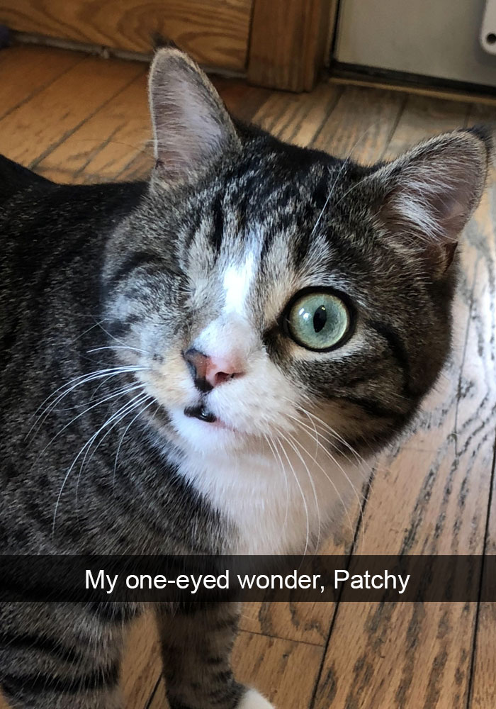 Funny-Cats-Photos-Snapchats