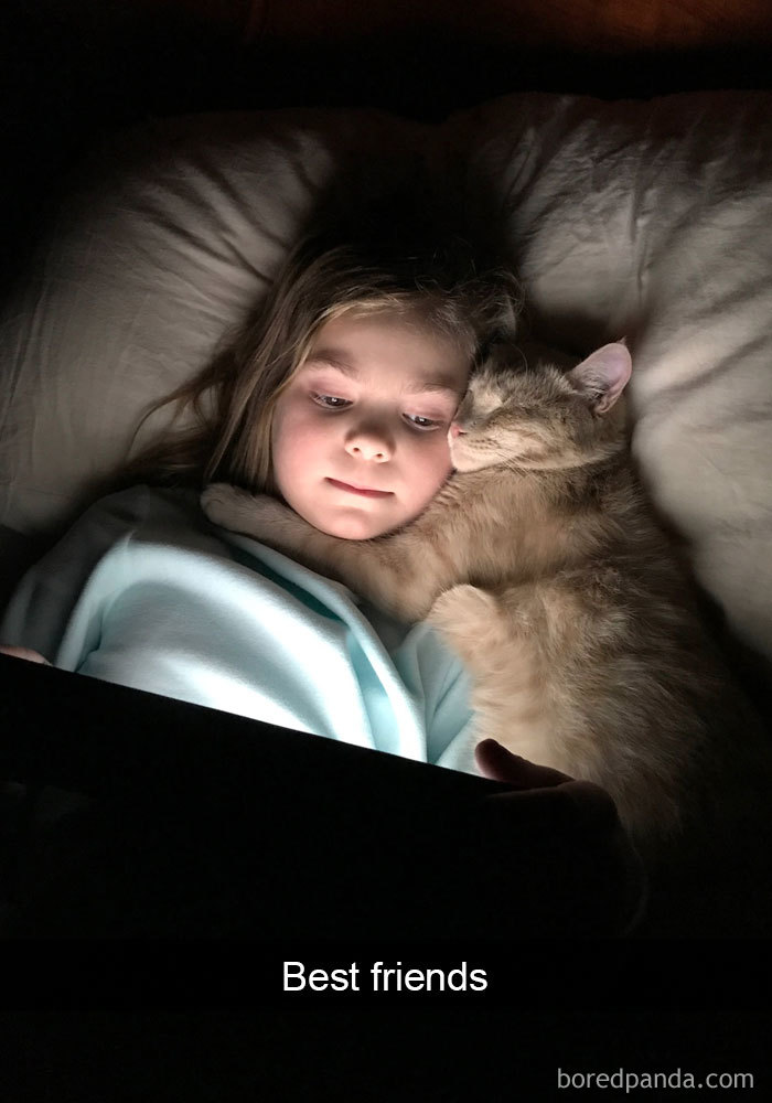 Funny-Cats-Photos-Snapchats