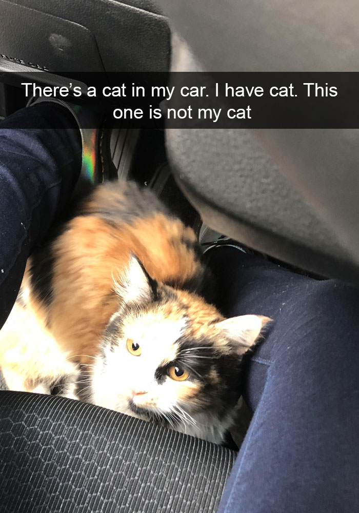 Funny-Cats-Photos-Snapchats