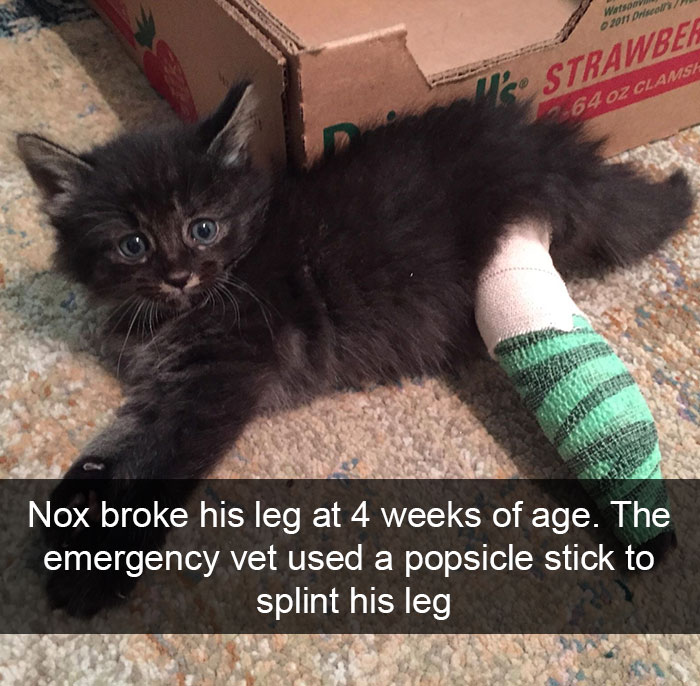 Funny-Cats-Photos-Snapchats
