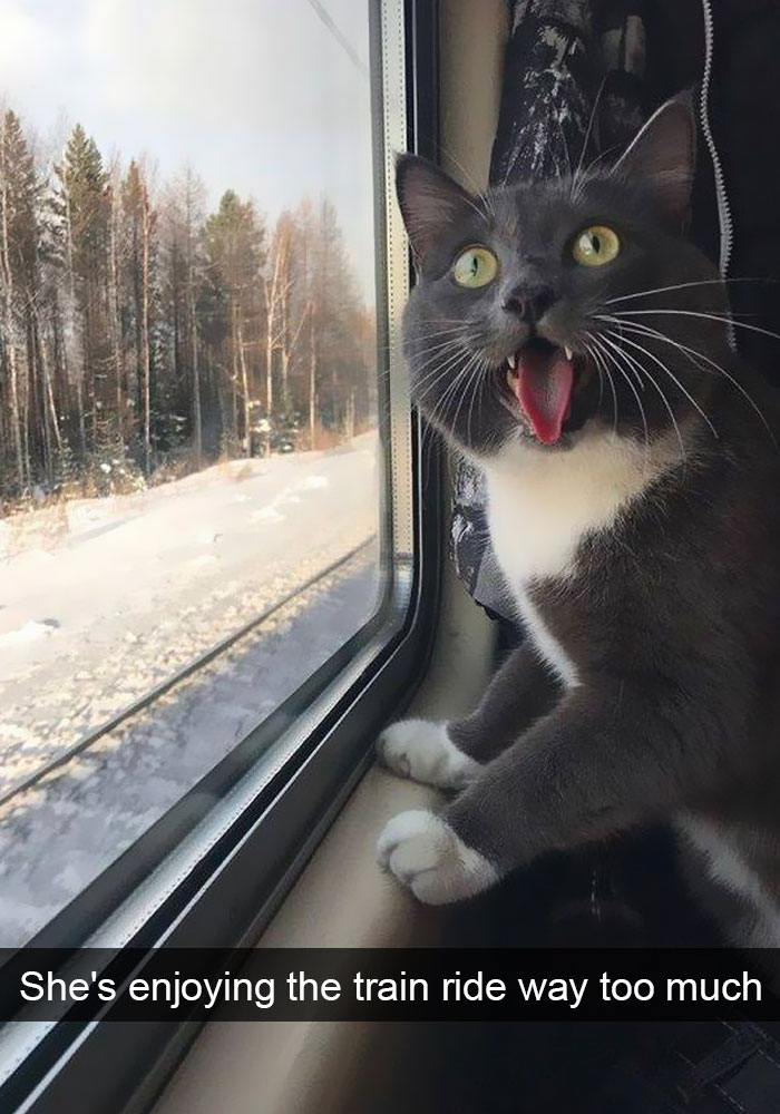 Funny-Cats-Photos-Snapchats