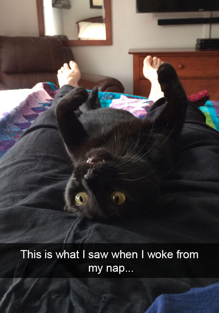 Funny-Cats-Photos-Snapchats