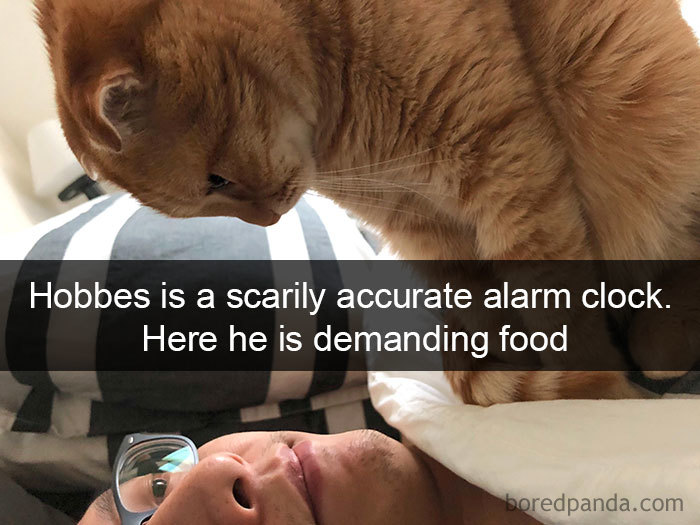 Funny-Cats-Photos-Snapchats