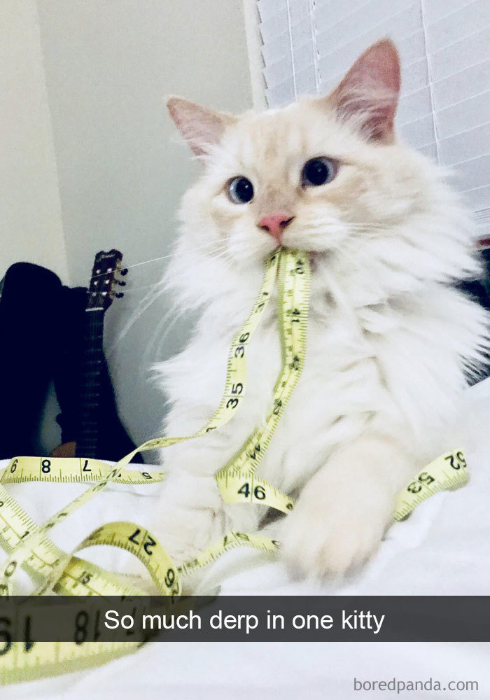 Funny-Cats-Photos-Snapchats