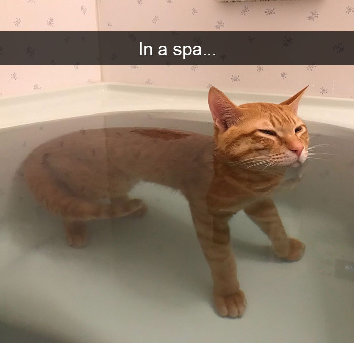 Funny-Cats-Photos-Snapchats