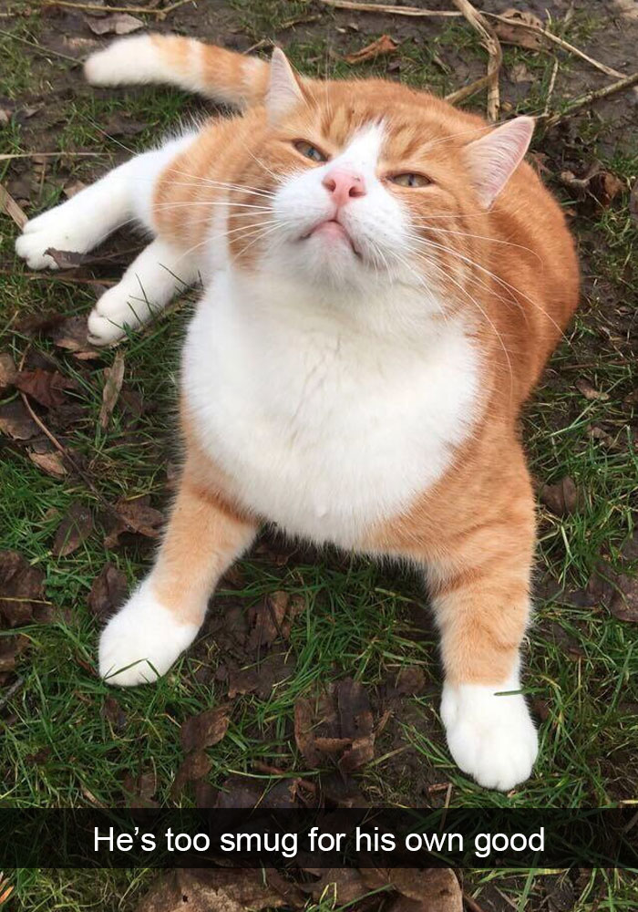 Funny-Cats-Photos-Snapchats