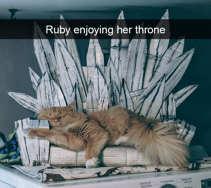 Funny-Cats-Photos-Snapchats