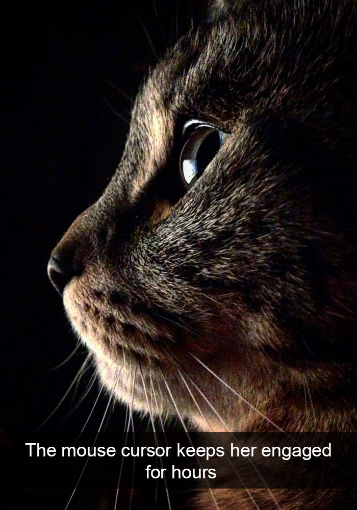 Funny-Cats-Photos-Snapchats