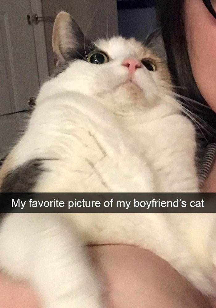 Funny-Cats-Photos-Snapchats