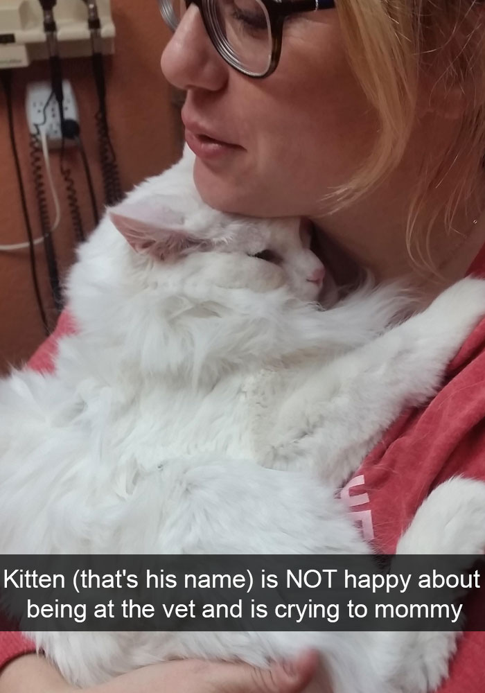 Funny-Cats-Photos-Snapchats