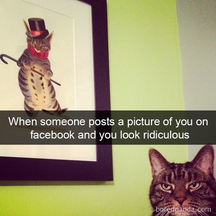Snapchats Funny Cats