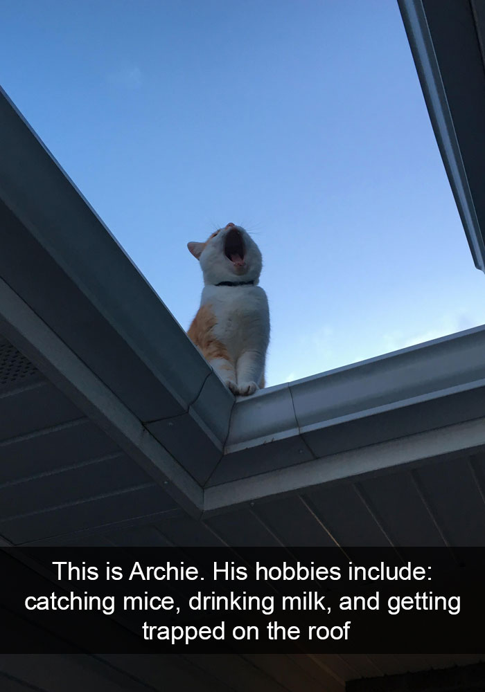 Funny-Cats-Photos-Snapchats