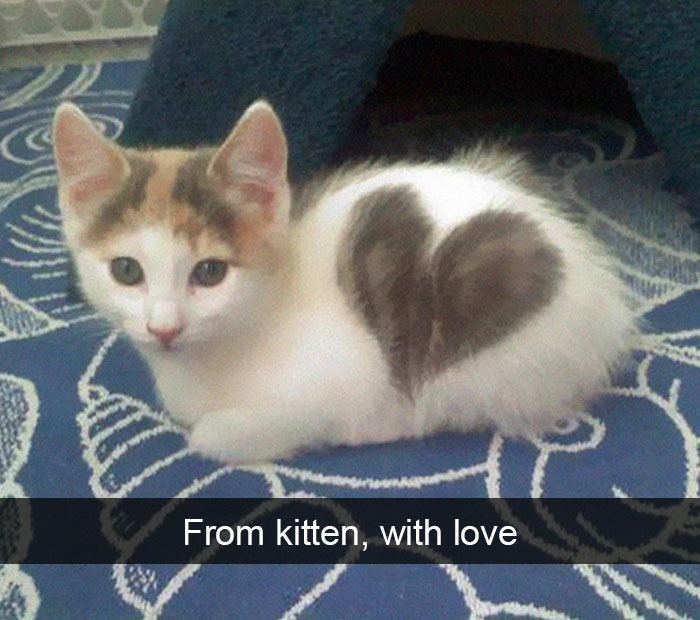 Funny-Cats-Photos-Snapchats