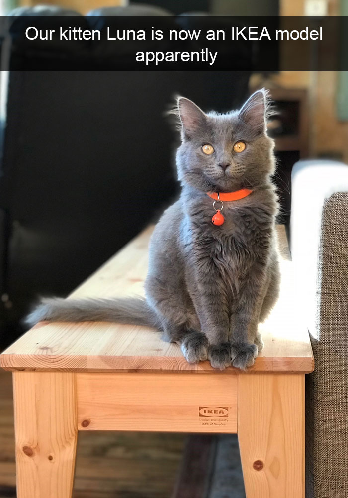 Funny-Cats-Photos-Snapchats