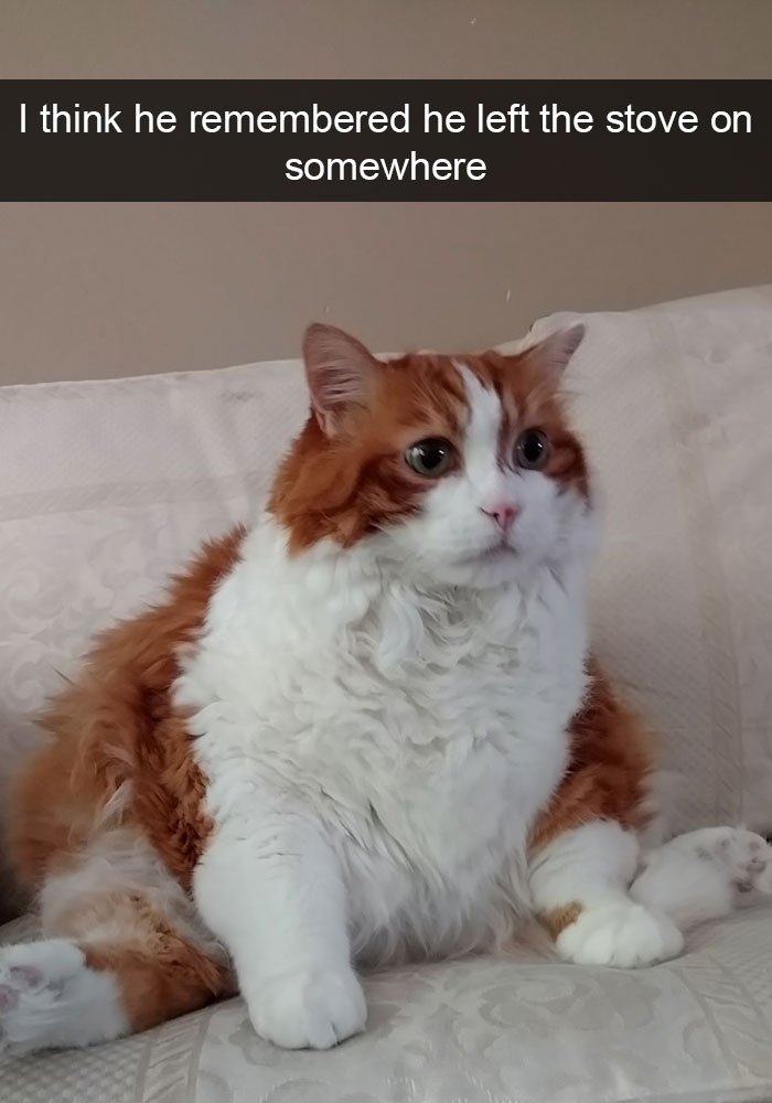 Funny-Cats-Photos-Snapchats