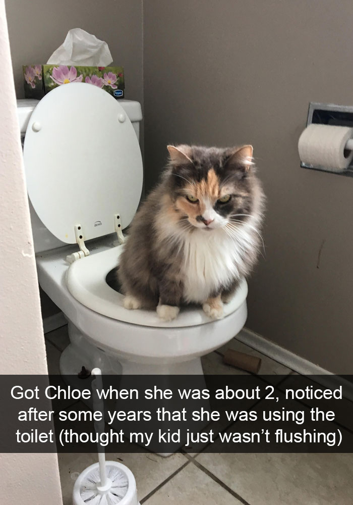 Funny-Cats-Photos-Snapchats