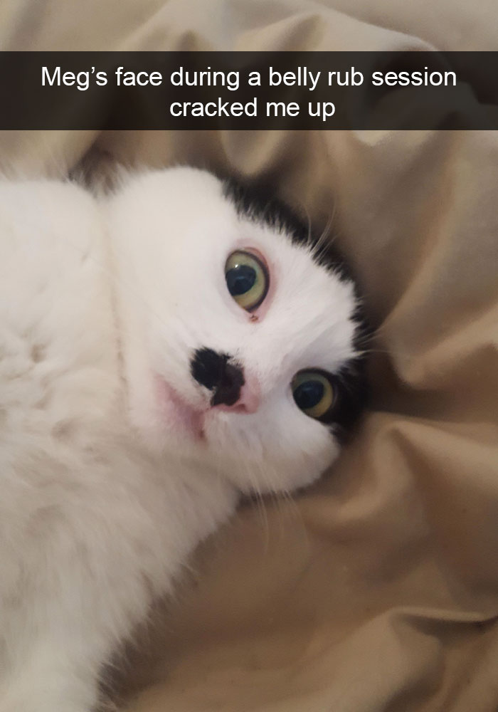 Funny-Cats-Photos-Snapchats