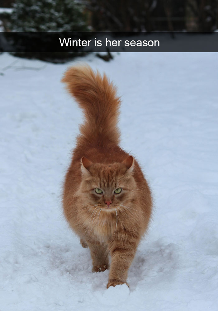 Funny-Cats-Photos-Snapchats