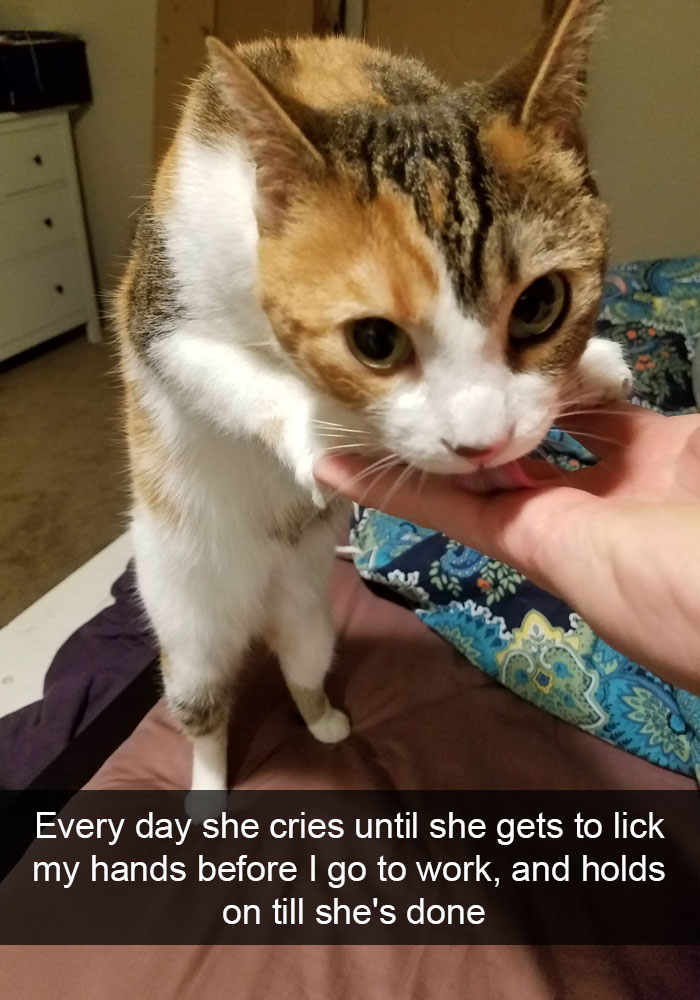 Funny-Cats-Photos-Snapchats