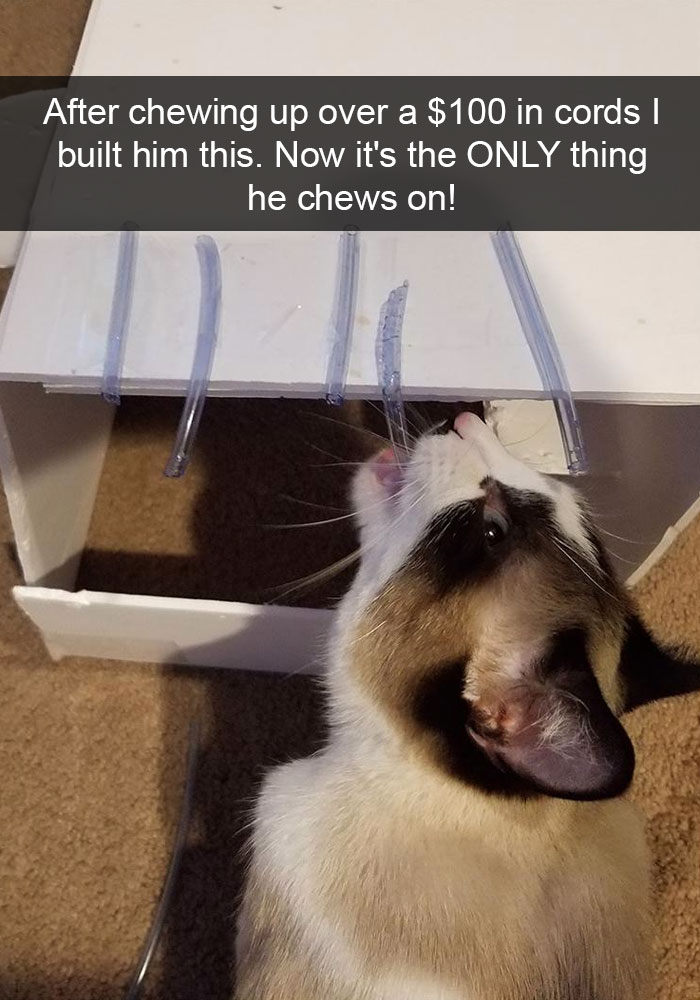 Funny-Cats-Photos-Snapchats