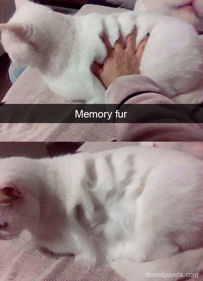Snapchats Funny Cats