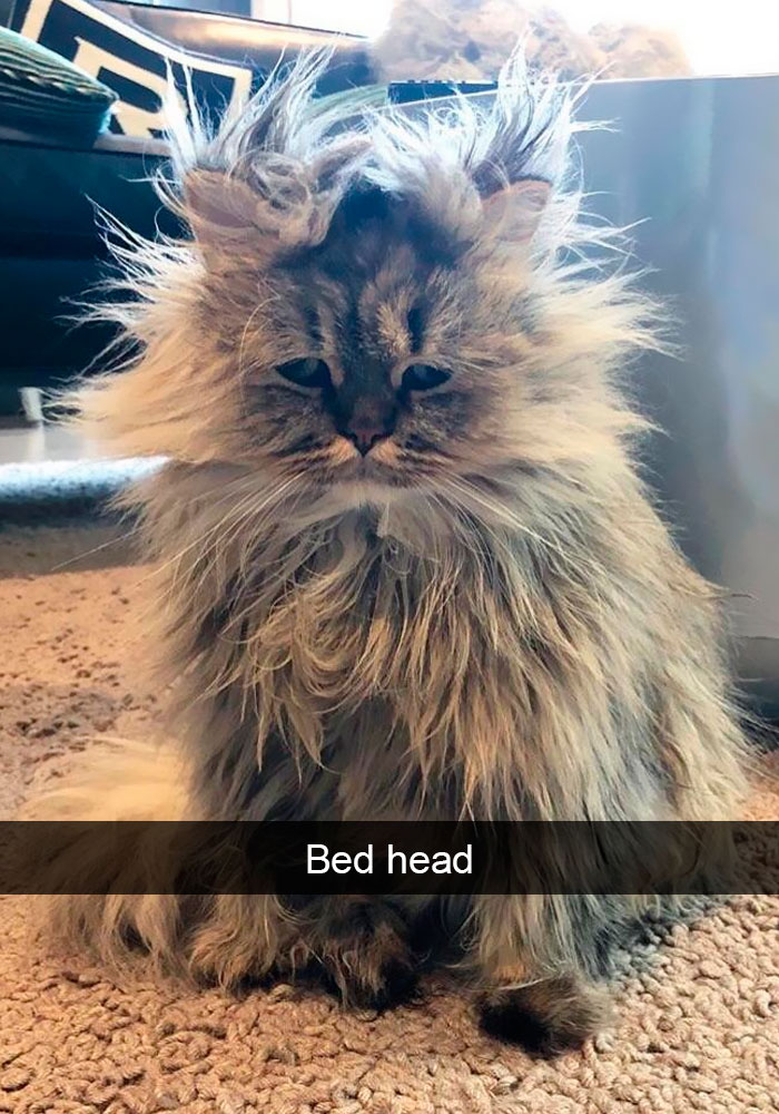 Snapchats Funny Cats
