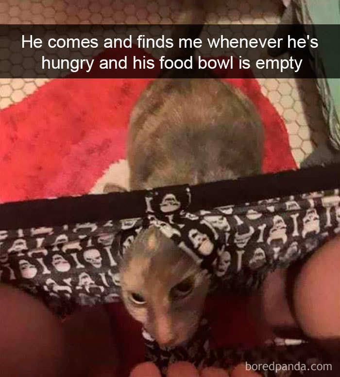 Snapchats Funny Cats