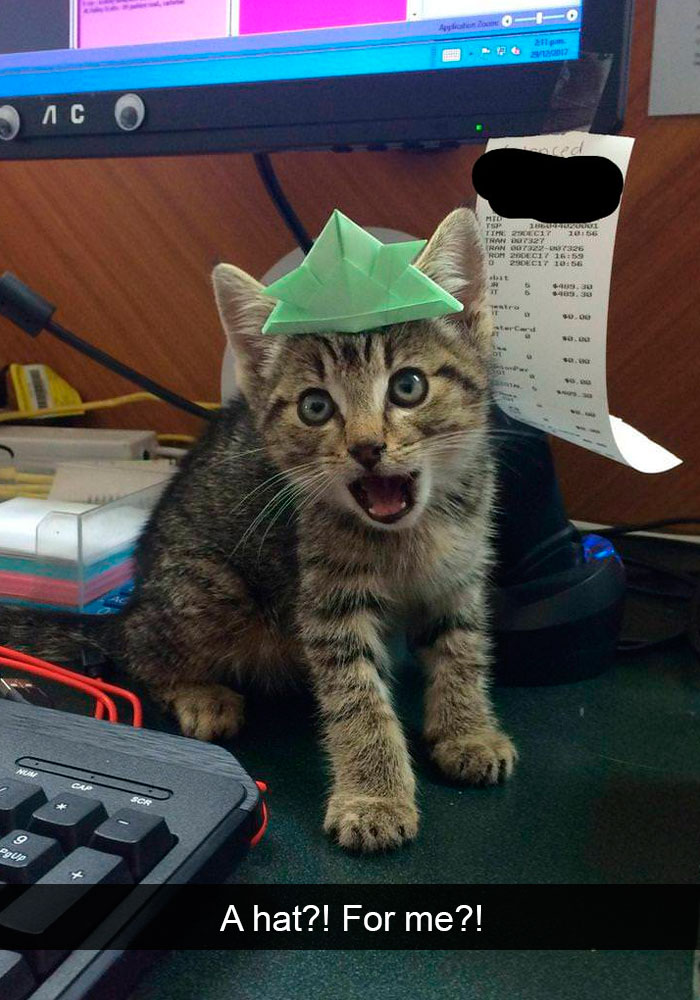 Snapchats Funny Cats