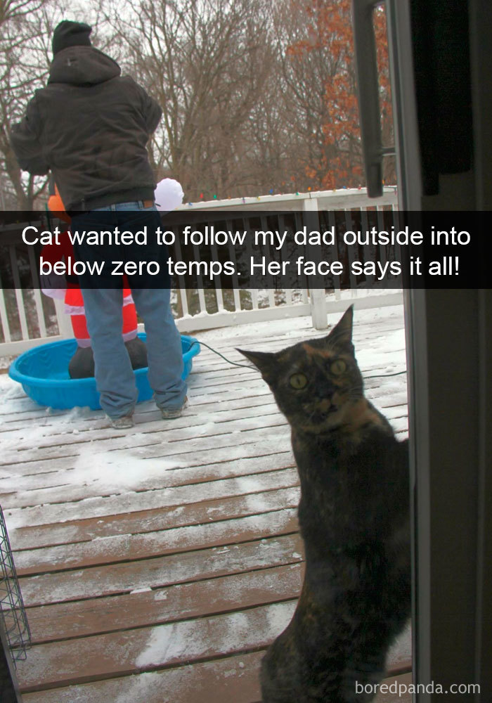 Snapchats Funny Cats
