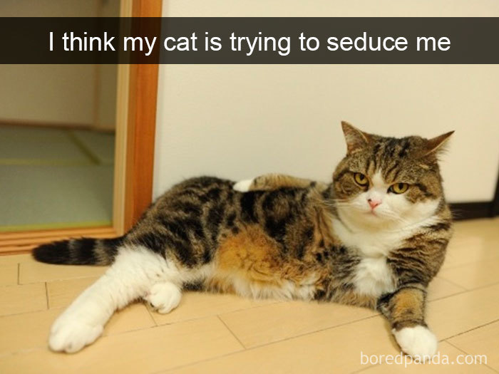 Snapchats Funny Cats