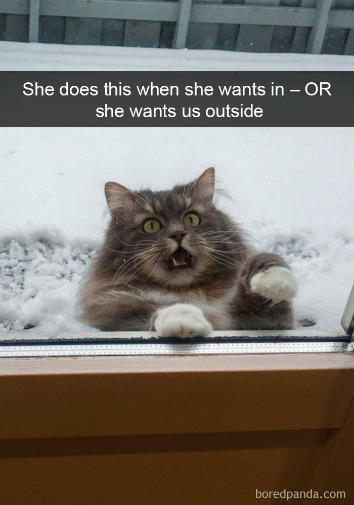 Snapchats Funny Cats