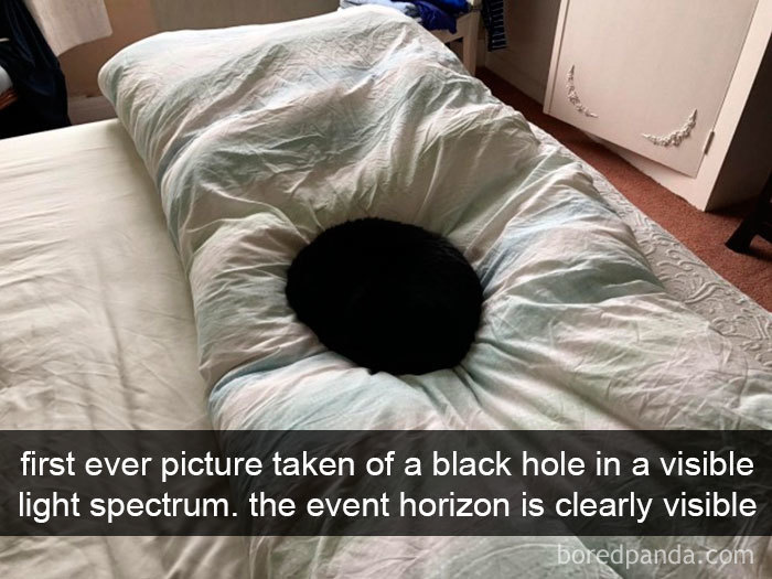 Snapchats Funny Cats