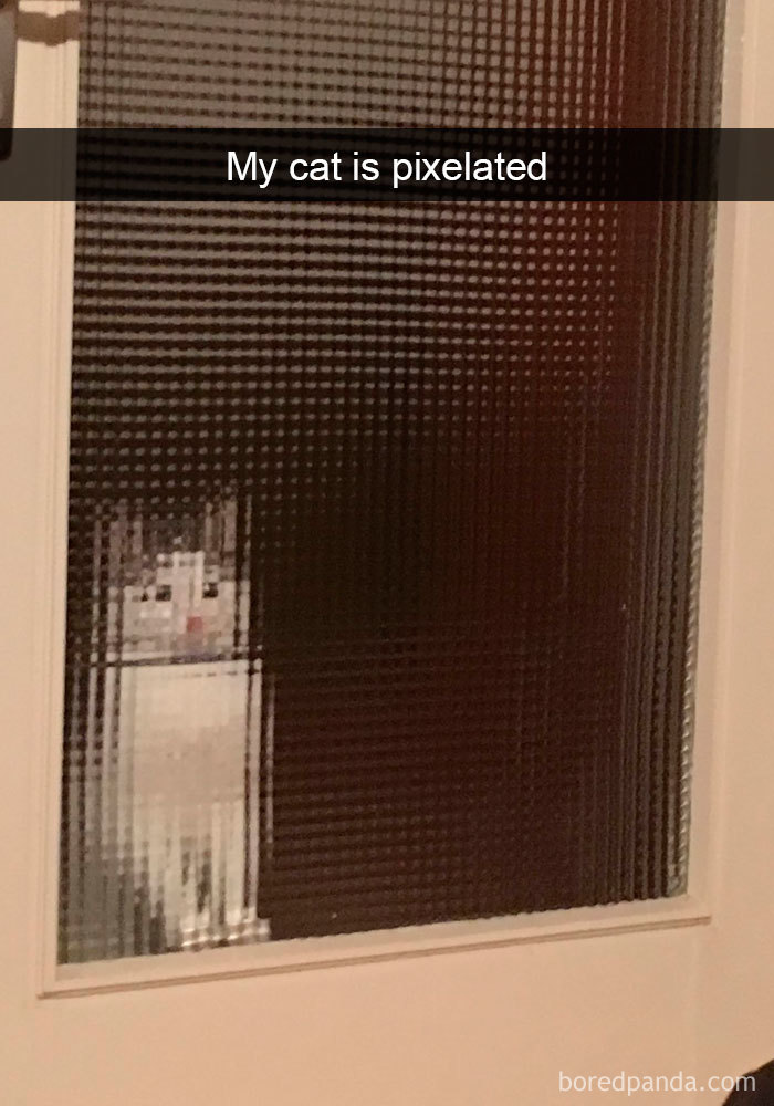 Snapchats Funny Cats