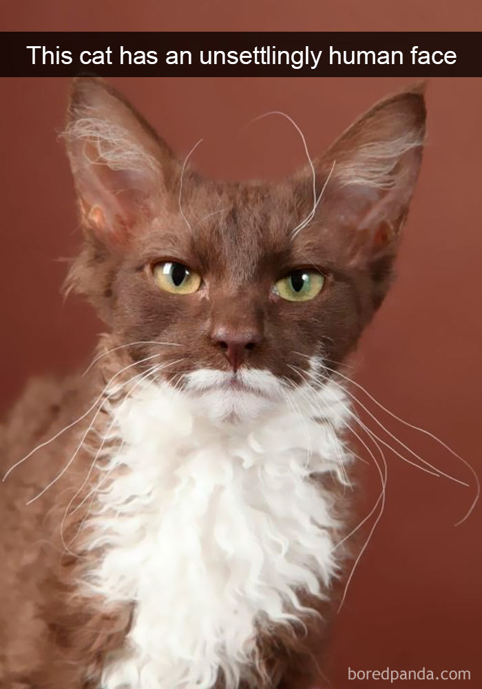 Snapchats Funny Cats