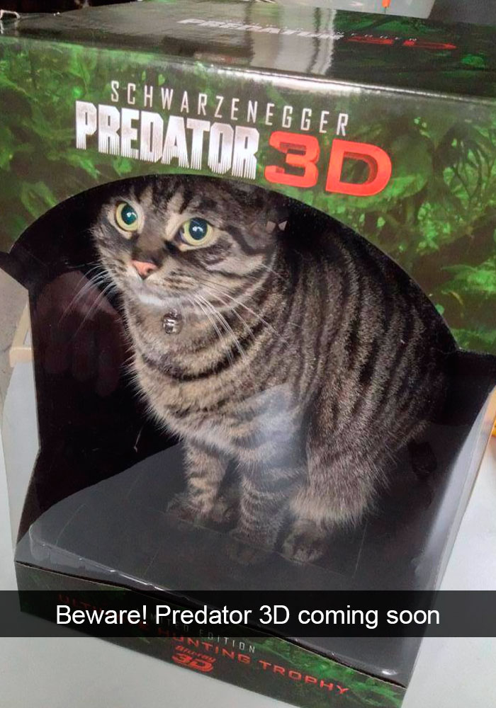 Snapchats Funny Cats