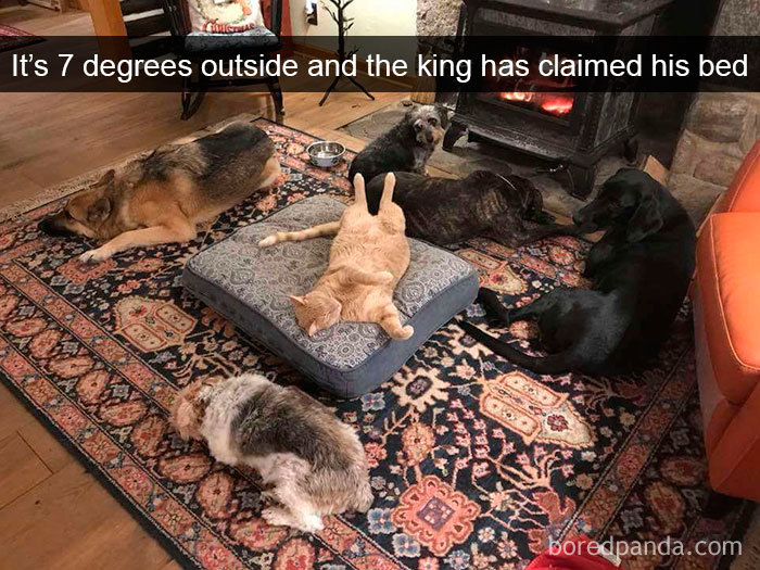 Snapchats Funny Cats